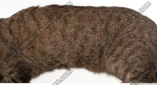 fur cat 0014